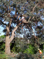 Tree Operations