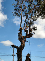 Tree Operations